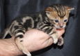 super baby kittens beschikbaar@........,,........... - 1 - Thumbnail