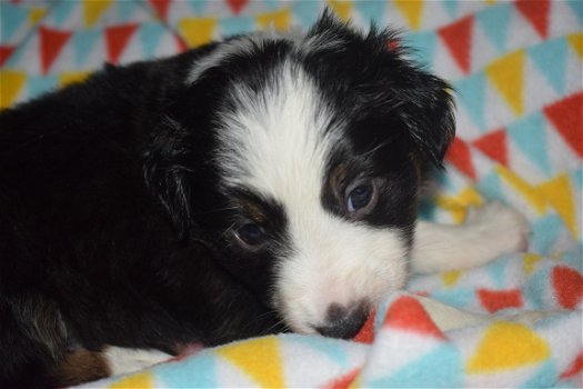 mini american shepherd - 2