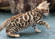 Bengaalse Kittens.., - 1 - Thumbnail