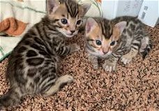!!! Com en zie mooie Bengaalse kittens....@...............