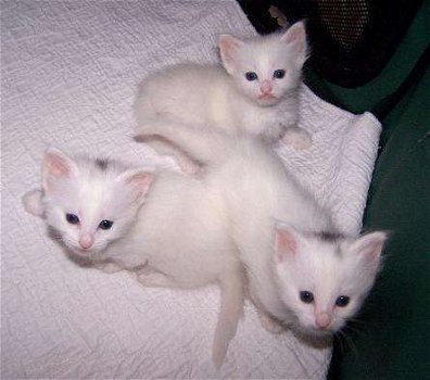 !!! Familie beste vriend Bengaalse kittens...@..,.......... - 2