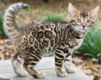 !!!! Schattige gratis Bengaalse kittens......,,,............. - 1 - Thumbnail