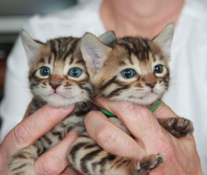 !!!! Super baby gezicht Bengalen Kittens.....@,,.,................... - 1