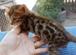 !!! Goed getrainde Bengaalse kittens@,,..........,,,...... - 1 - Thumbnail