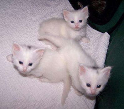 Super witte blauwe ogen kittens beschikbaar @........... - 2