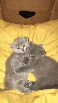 Super leuke Schotse kittens te koop. - 1