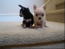 Chihuahua puppy's voor adoptie....