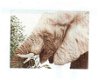 SALE LANARTE BORDUURPAKKET EATING ELEPHANT 35141 - 1 - Thumbnail