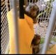 Goed opgeleide apen direct beschikbaar - 4 - Thumbnail