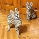 Mooie Serval en F1 Savannah Kittens beschikbaar - 1 - Thumbnail