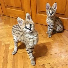 Mooie Serval en F1 Savannah Kittens beschikbaar