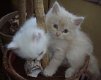 Leuke Perzische kittens momenteel beschikbaar - 1 - Thumbnail