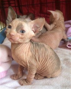 Mooie Sphynx kittens