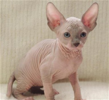 Mooie Sphynx kittens - 2