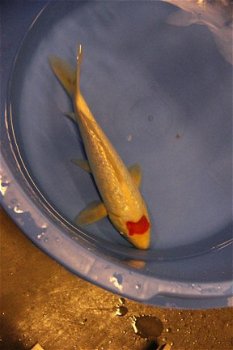 Japan Koi Koda Nissai 35-45 cm - 1