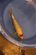 Japan Koi Koda Nissai 35-45 cm - 1 - Thumbnail