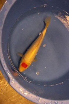 Japan Koi Koda Nissai 35-45 cm - 3