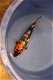 Japan Koi Koda Nissai 35-45 cm - 4 - Thumbnail