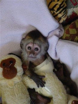 CAPUCHIN-AAP BESCHIKBAAR VOOR ADOPTIE - 2