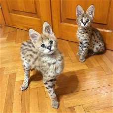 Mooie Serval en F1 Savannah Kittens beschikbaar