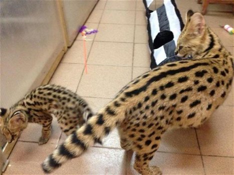 Mooie Serval en F1 Savannah Kittens beschikbaar - 2