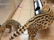 Mooie Serval en F1 Savannah Kittens beschikbaar - 2 - Thumbnail
