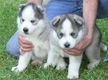 Klassieke Siberische Huskies-puppy's - 1 - Thumbnail