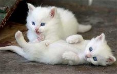 Super witte blauwe ogen kittens beschikbaar @.............