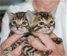 !!!! Super baby gezicht Bengalen Kittens.....@,,.,...................... - 1 - Thumbnail