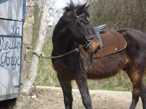 Liefdevol omgaan met paarden, chambres d'hotes Frankrijk.... - Afbeelding 3