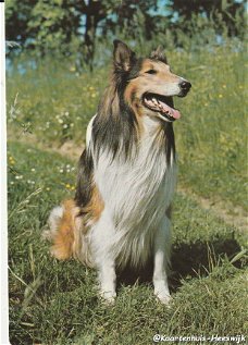 Schotse Collie