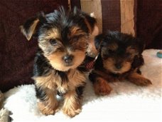 Yorkshire Terrier Pups