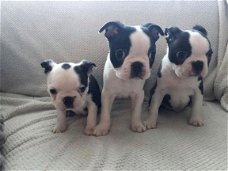 Geregistreerd Boston Terrier