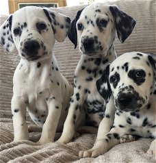 Prachtige Dalmatische Puppies