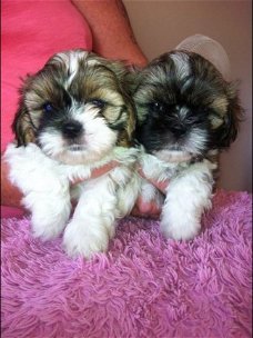 Aanbiddelijke Mannelijke En Vrouwelijke Shih Tzu Puppies