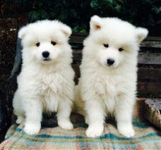 Samoyed Pups