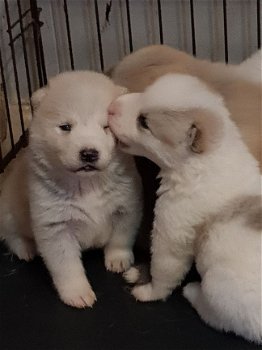 Leuke mannelijke en vrouwelijke Akita Inu Puppies - 1