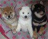 Charmante Shiba Inu Puppies - 1 - Thumbnail