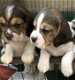 Beagle Puppies - 1 - Thumbnail