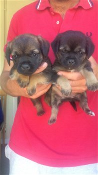 Prachtige Border Terrier Pups - 1