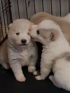 Leuke mannelijke en vrouwelijke Akita Inu Puppies