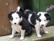 Mooie Border Collie Puppies - 1 - Thumbnail