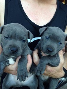 Blue Staffordshire Bull Terriers