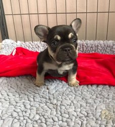 Franse bulldog puppy's voor adoptie...