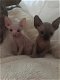 Mannen en vrouwen Sphynx Kittens - 1 - Thumbnail