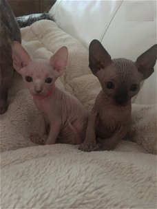 Mannen en vrouwen Sphynx Kittens