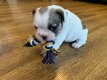 Geweldige Franse bulldogs op voor adoptie - 1 - Thumbnail