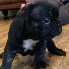 mooie franse bulldog pups