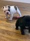 Franse Bulldog Puppies beschikbaar - 1 - Thumbnail