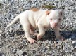 3 maanden oud Old American Bulldog Pup - 1 - Thumbnail